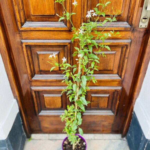 Planta de Jazmin