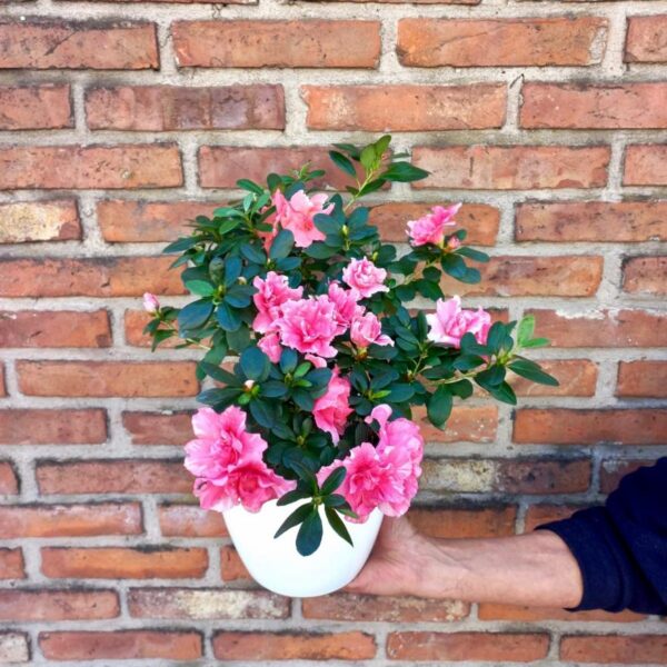 Azalea Doble Fucsia
