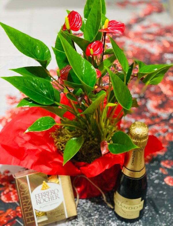 Box Anthurium Baby + Champagne + Bombones