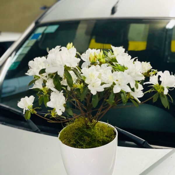 Azalea Blanca