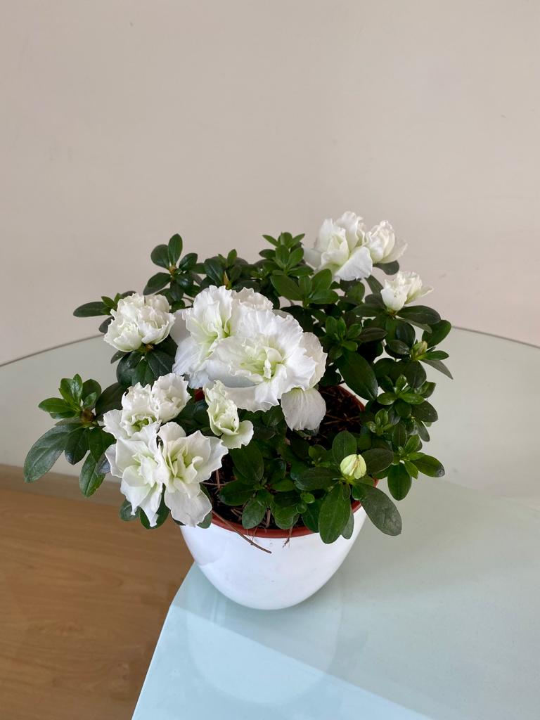 Azalea Doble Blanca - Díselo con Flores