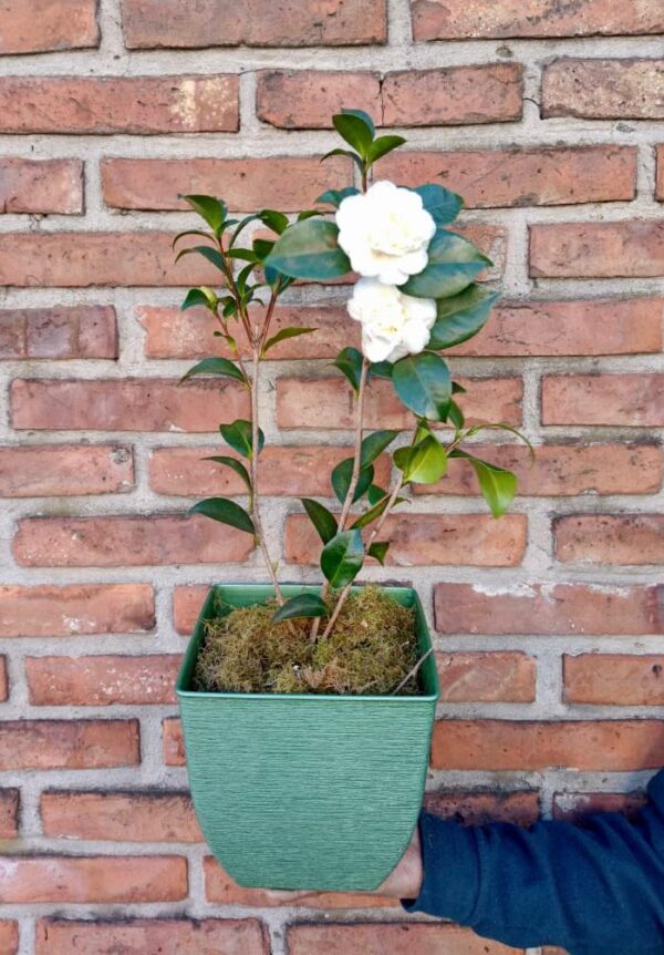 Camelias