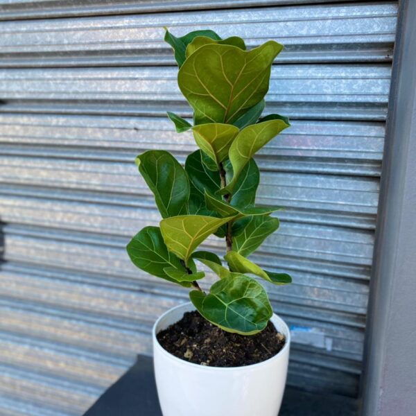Ficus Pandurata