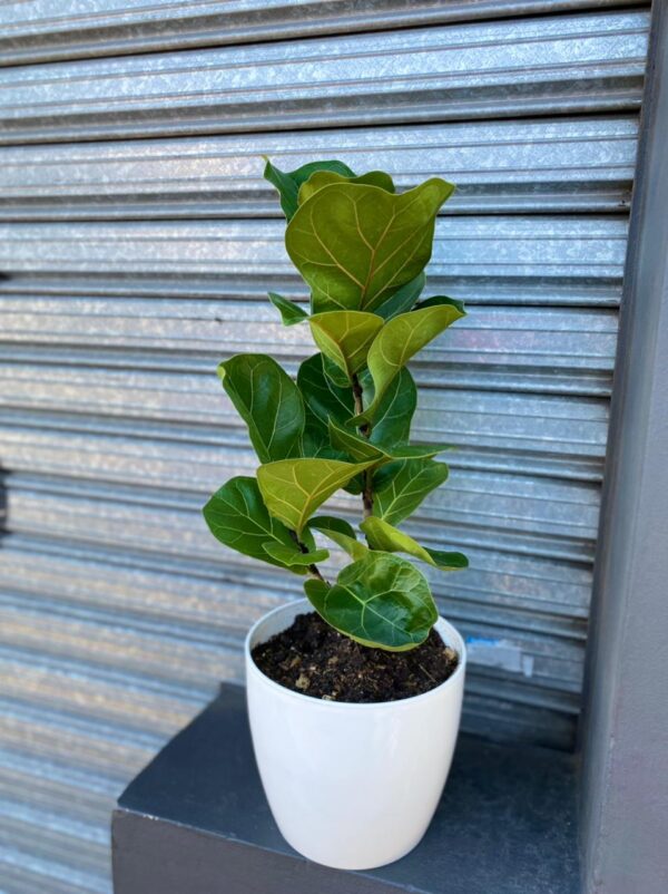 Ficus Pandurata