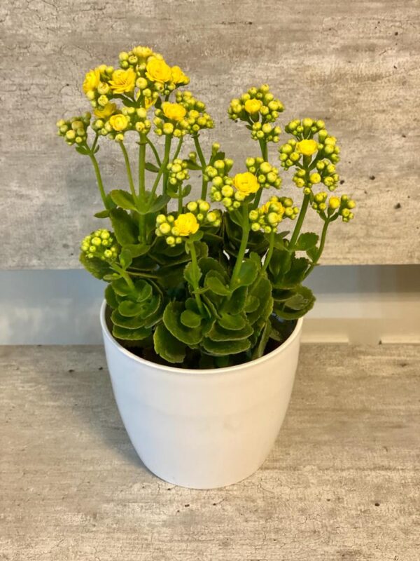 Kalanchoes