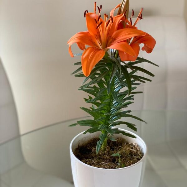 Lilium