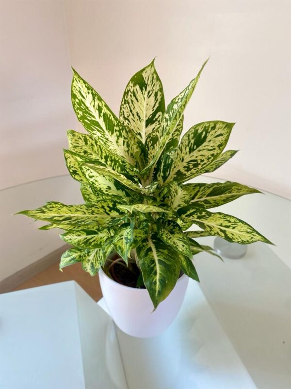 Aglonema Brasil