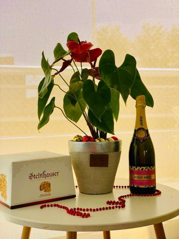 Box Premium - Navidad 2024