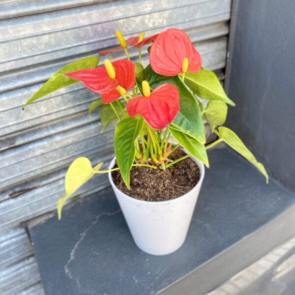 Anthurium Petit