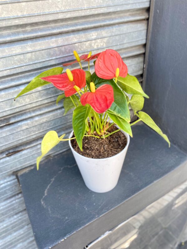 Anthurium Petit