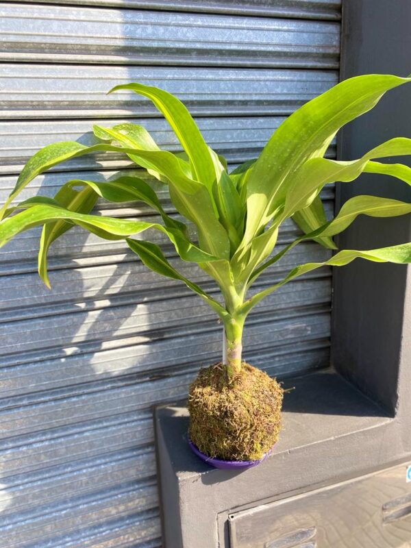 Kokedamas