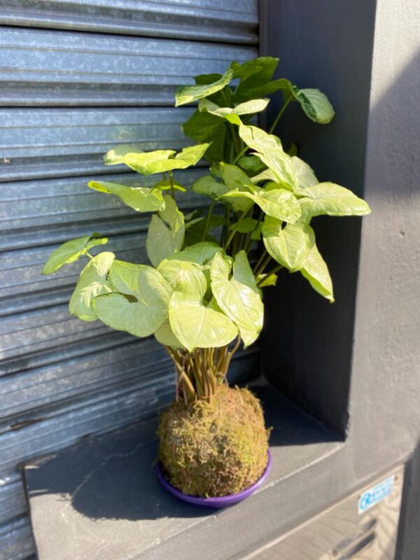 Kokedamas - Image 2