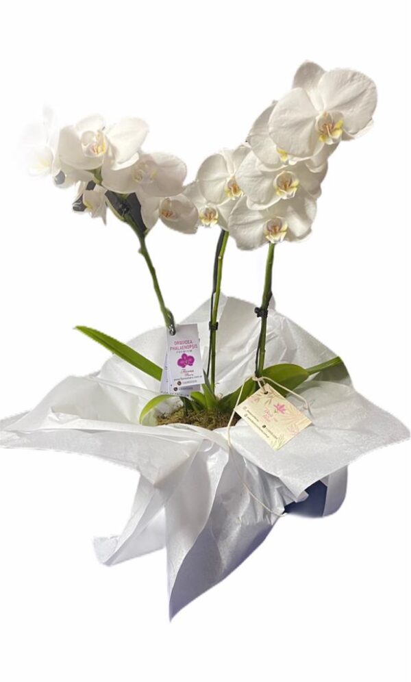 Orquidea Phaleanopsis 3 varas