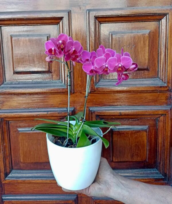 Orquidea Phalaenopsis Violeta de 2 Varas