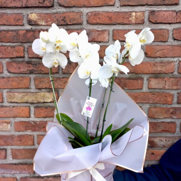 Orquidea Phaleanopsis Blanca de 4 varas