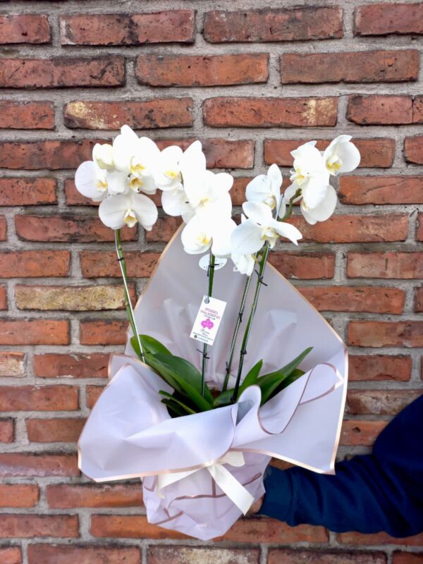 Orquidea Phaleanopsis Blanca de 4 varas