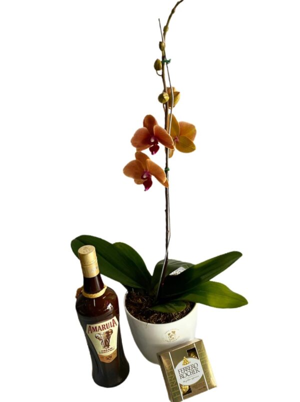 Planta de Orquidea + Amarula 375 ml + Bombones