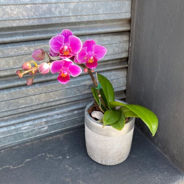 Orquidea Baby en Maceta de Ceramica