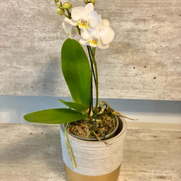 Orquidea Blanca Baby Multiflor