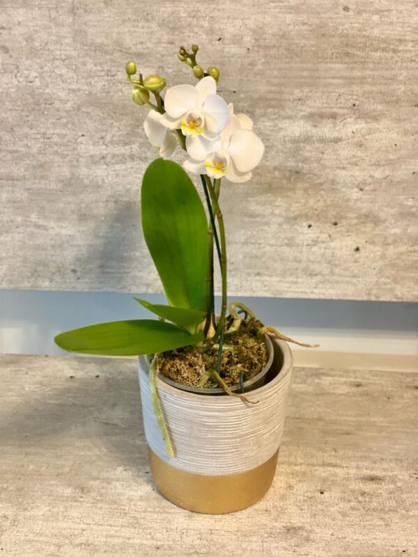Orquidea Blanca Baby Multiflor