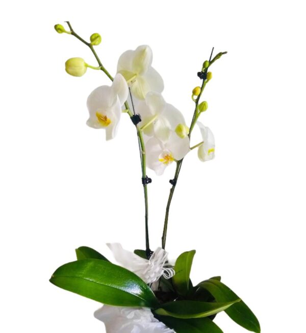 Orquidea Phalaenopsis de 2 Varas