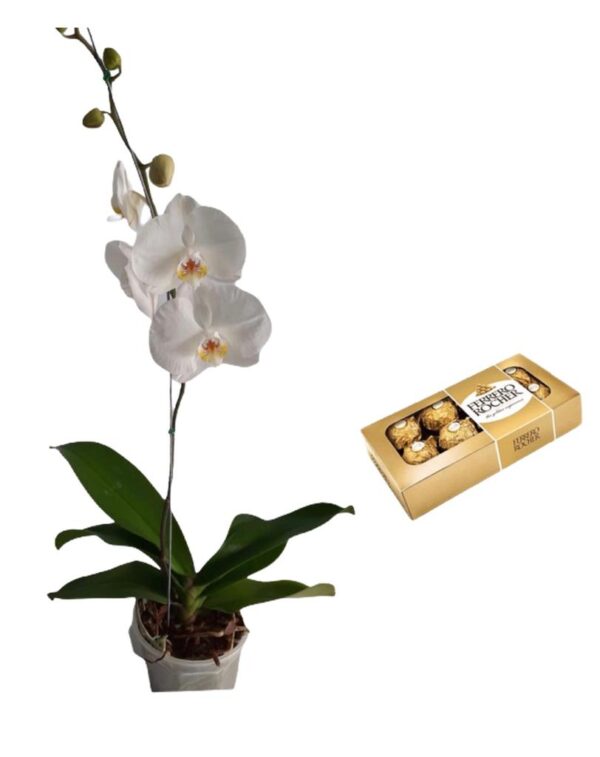 Orquidea Phalaenopsis Blanca + Bombones