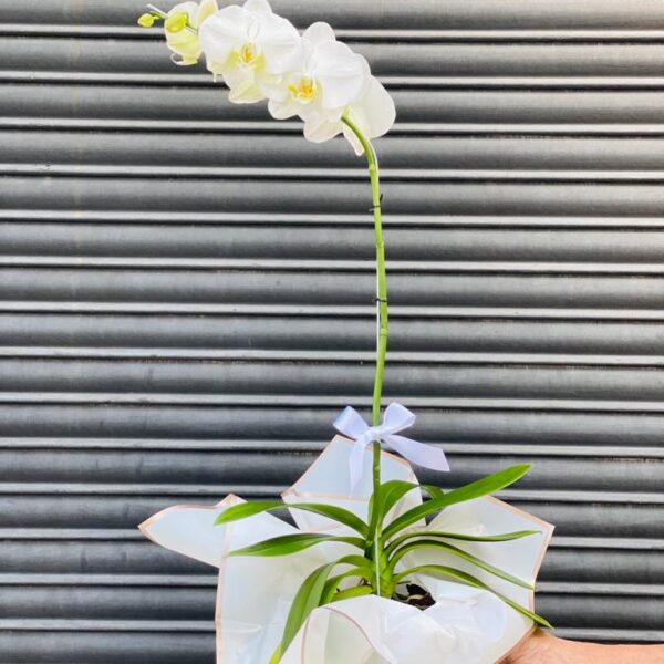 Orquidea Phalaenopsis Blanca