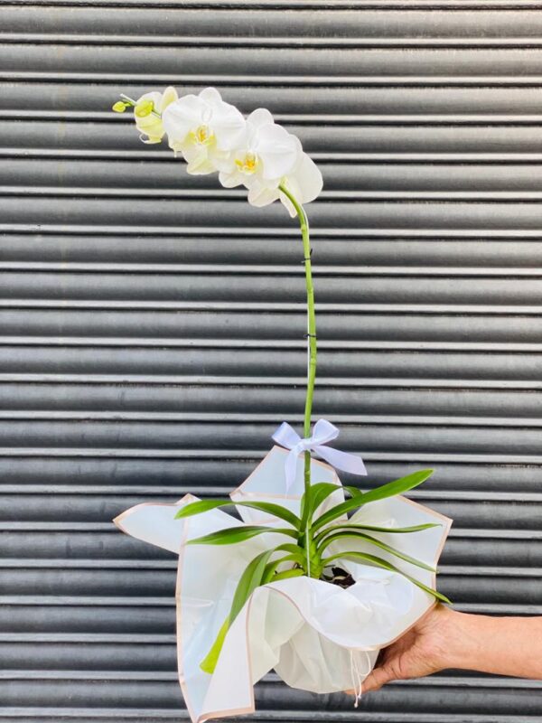 Orquidea Phalaenopsis Blanca