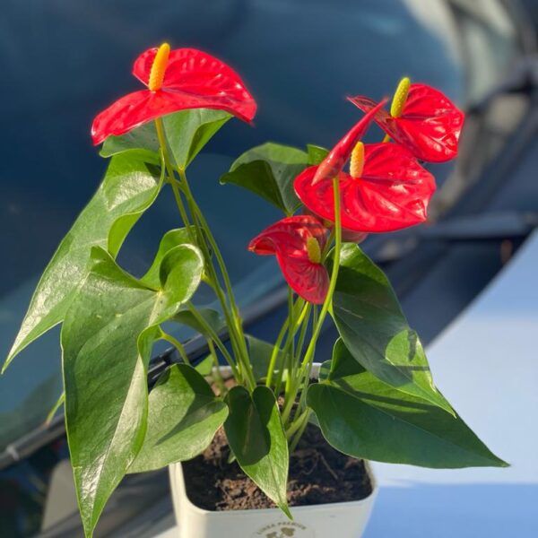 Anthurium - Flores en Forma de Corazon -