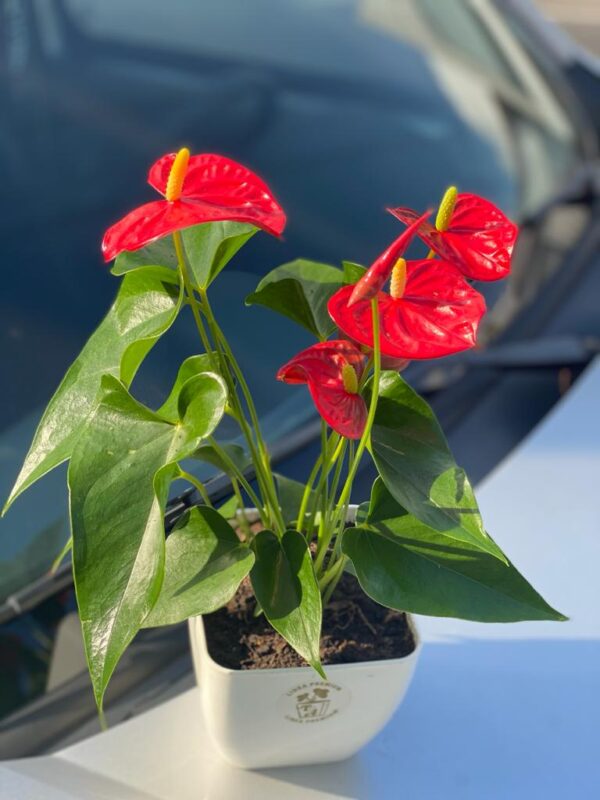 Anthurium - Flores en Forma de Corazon -