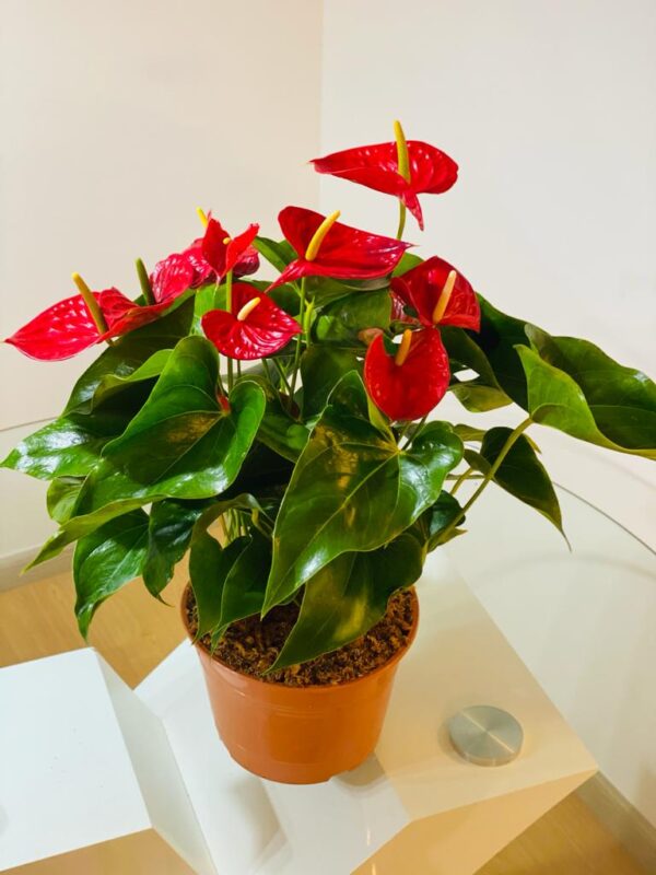 Anthurium Andenum - Especial