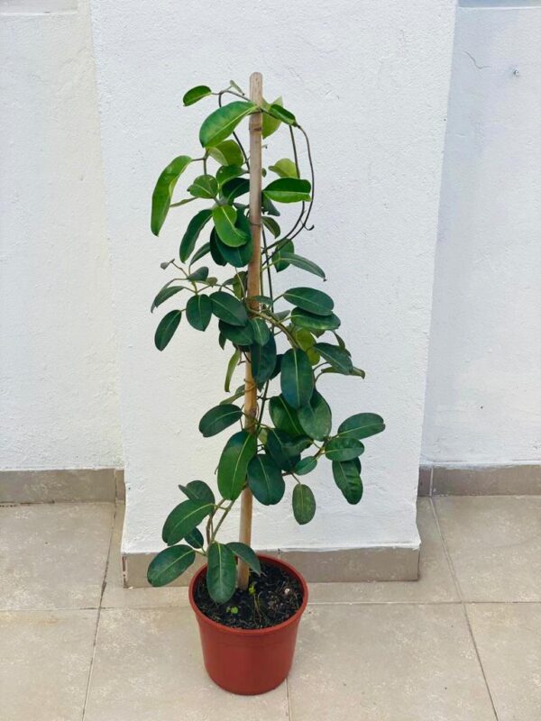 Jazmin de Madagascar
