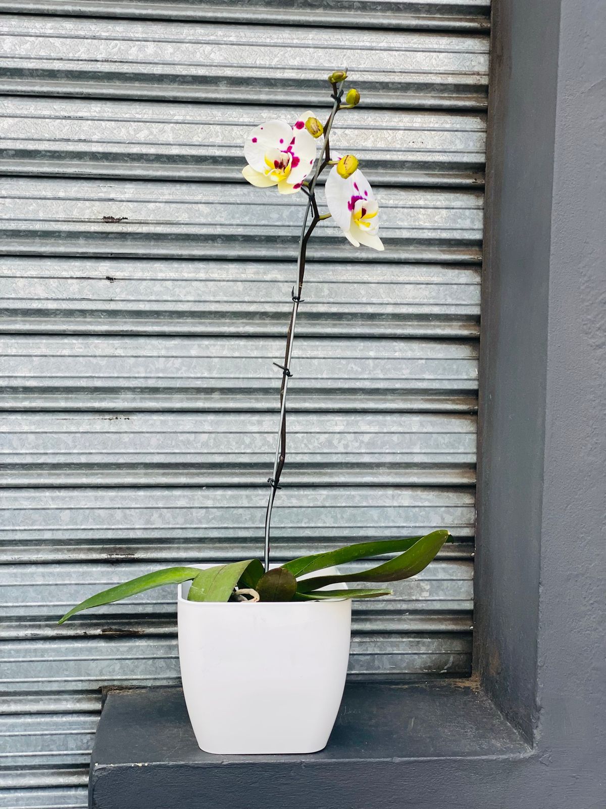 Orquidea Phaleanopsis - Mancha Matizada - Díselo con Flores
