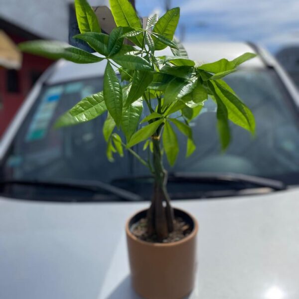 Pachira Mexicana