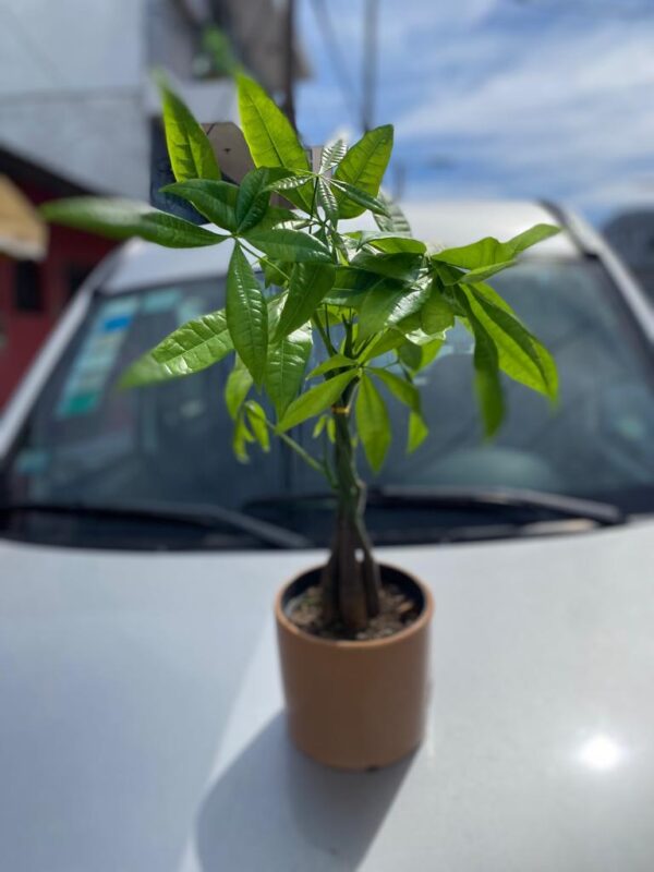Pachira Mexicana