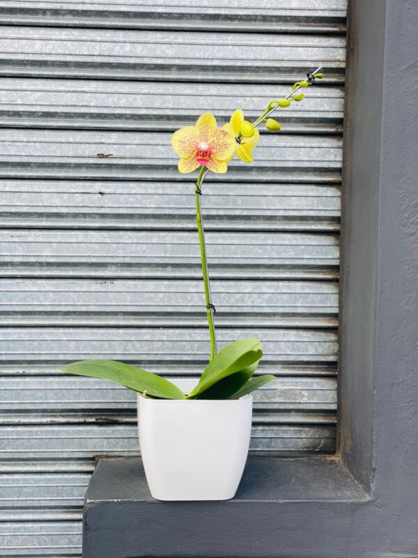 Orquidea Phaleanopsis - Amarilla Matizada
