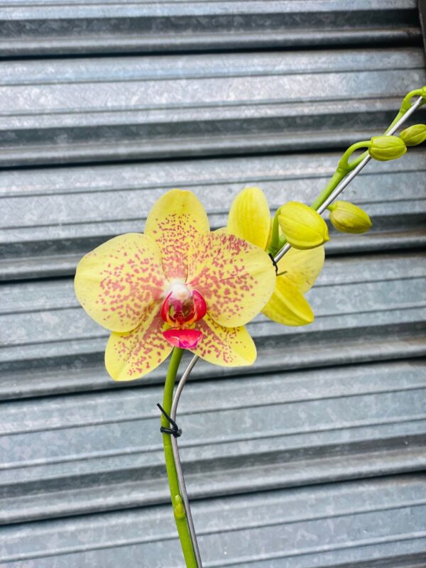 Orquidea Phaleanopsis - Amarilla Matizada - Image 2