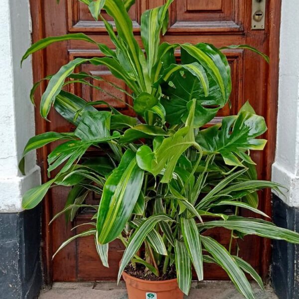 Conjunto de Plantas Empresarial Premium