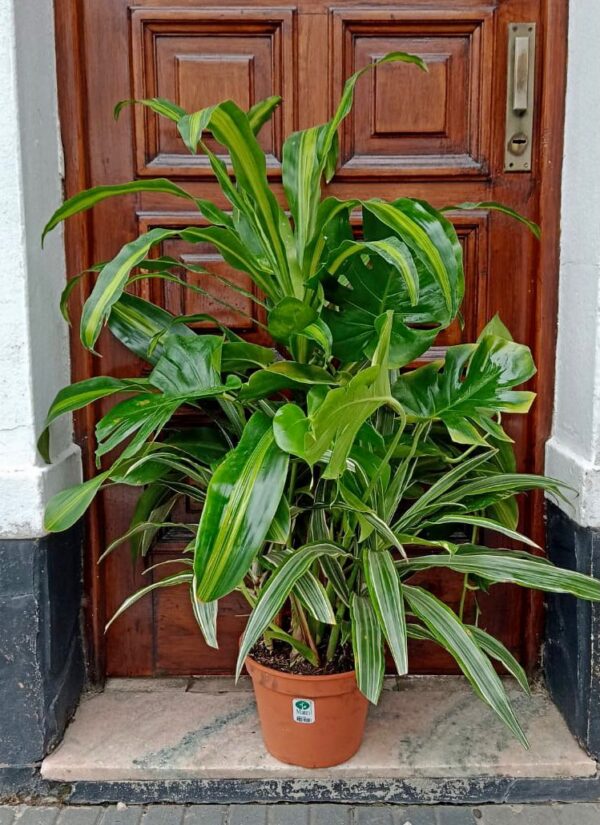 Conjunto de Plantas Empresarial Premium