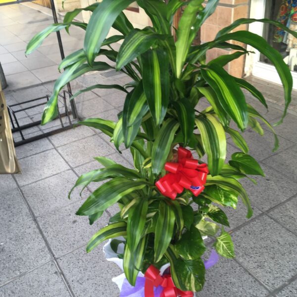 Conjunto de Plantas Empresarial Deluxe