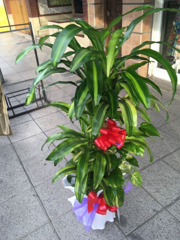 Conjunto de Plantas Empresarial Deluxe