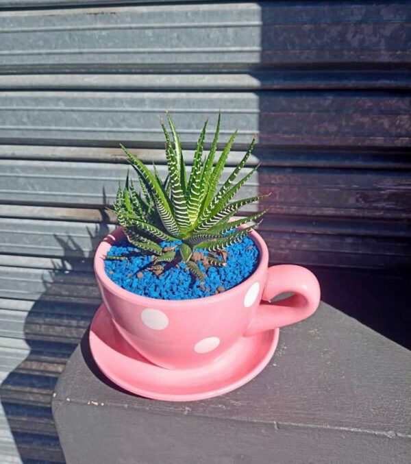 Suculenta - Incluye Taza Original