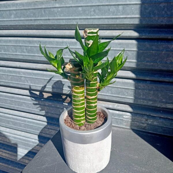Lucky Bamboo de 2 varas
