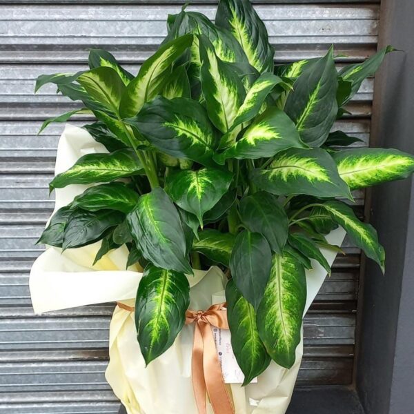 Mariana Dieffenbachia Premium