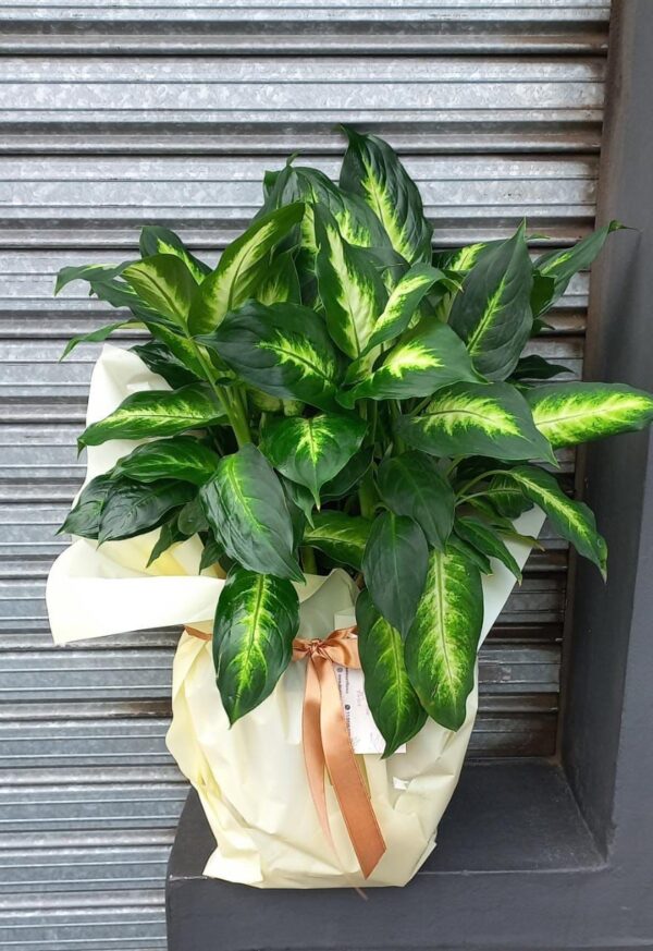 Mariana Dieffenbachia Premium