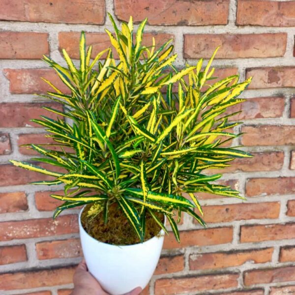 Croton Mandarina