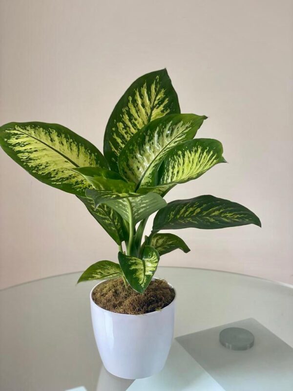 Tropic Dieffenbachia