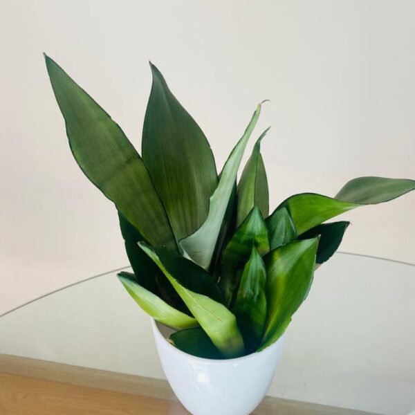 Sansevieria Premium