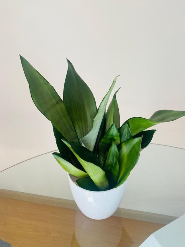 Sansevieria Premium