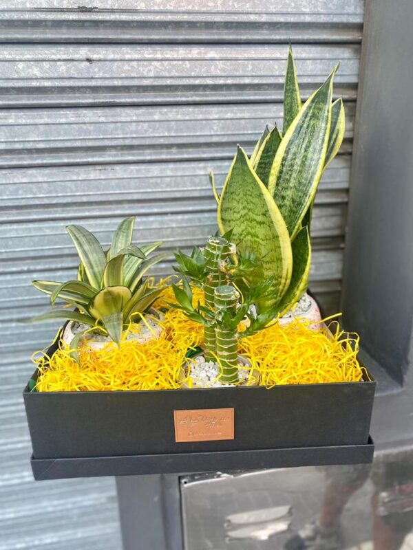 Trio de Plantas Premium en Box - Image 3